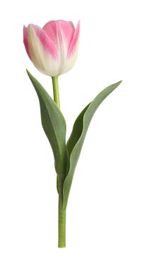 Güzel renkli bir lale beyaza izole edilmiş.