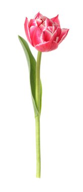 beyaz izole bir güzel Pembe Lale