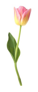 Güzel renkli bir lale beyaza izole edilmiş.