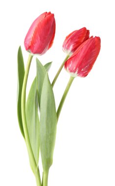 üç güzel beyaz Pembe Laleler izole