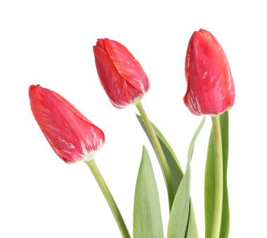 üç güzel beyaz Pembe Laleler izole