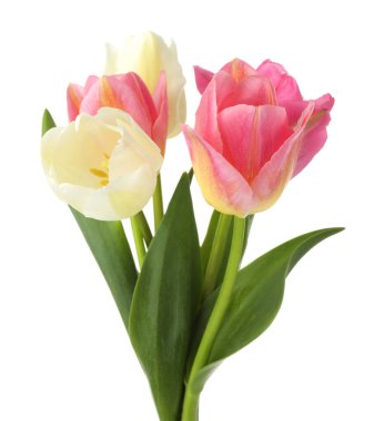 Birçok güzel renkli laleler beyaz üzerinde izole edilmiş.