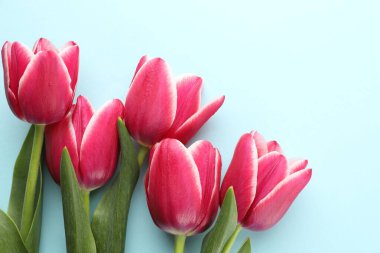 Açık arkaplanda güzel lale çiçekleri, üst manzara