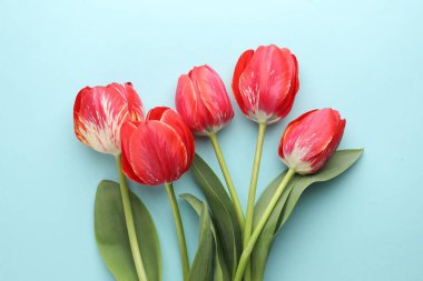 Açık mavi arka planda güzel lale çiçekleri, düz uzanmış