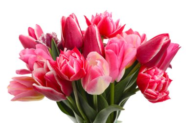 Beyaz izole güzel Lale buketi