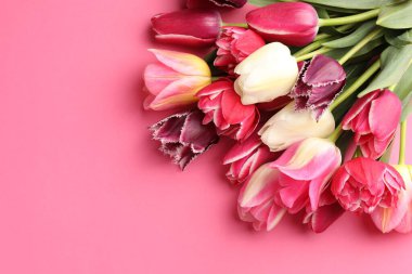 Pembe arka planda güzel lale çiçekleri, üst manzara. Metin için boşluk