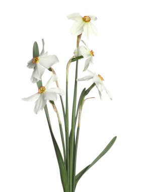 Birçok güzel renkli nergisler beyazın üzerinde izole edilmiş.