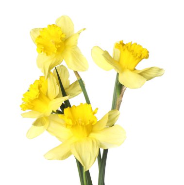 Bir sürü güzel sarı nergis beyaz üzerine izole edilmiş.