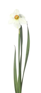 Bir güzel renkli nergis beyaz üzerine izole edilmiş.