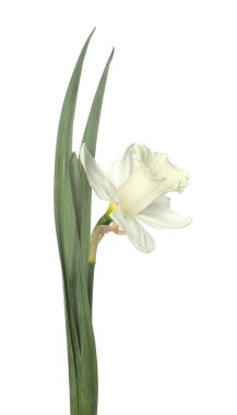 Bir güzel renkli nergis beyaz üzerine izole edilmiş.