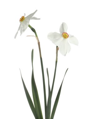 İki güzel renkli nergis beyaza izole edilmiş.