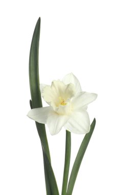 Bir güzel renkli nergis beyaz üzerine izole edilmiş.