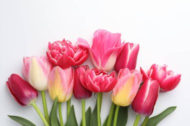 Beyaz arka planda güzel laleler, düz uzanmış