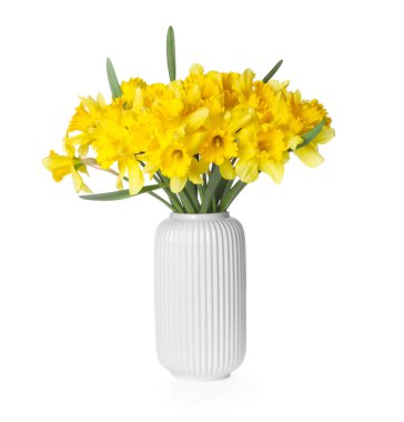 Beyaz vazodaki sarı nergisler