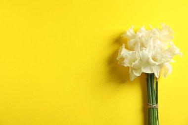 Sarı arka planda bir sürü güzel nergis var. Metin için boşluk