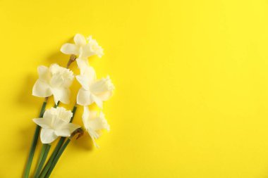 Sarı arka planda güzel nergisler, düz yatış. Metin için boşluk