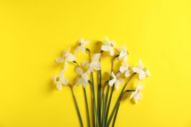 Sarı arka planda güzel nergisler, düz uzanmış