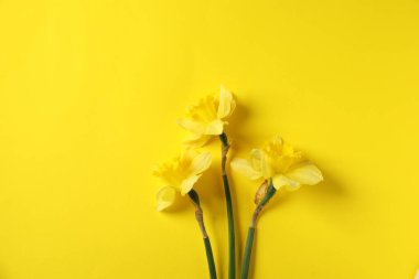 Sarı arka planda güzel nergisler, düz uzanmış