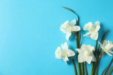 Açık mavi arka planda güzel nergisler, düz bir zemin. Metin için boşluk