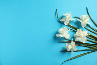Açık mavi arka planda güzel nergisler, düz bir zemin. Metin için boşluk