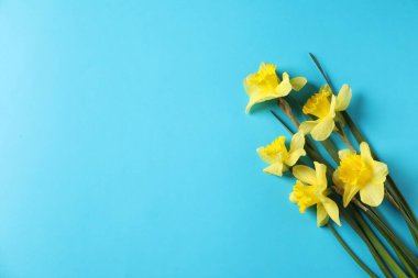 Açık mavi arka planda güzel nergisler, düz bir zemin. Metin için boşluk