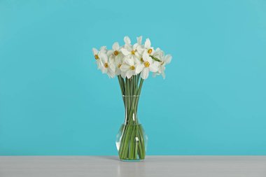 Gri masadaki vazodaki güzel nergisler turkuaz arka planda