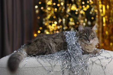 Pouf 'un üzerinde parlak süslemeleri olan sevimli kedi bulanık ışıklara karşı. Noel atmosferi