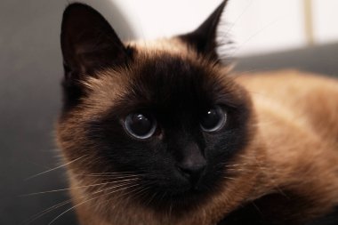 Bulanık arka planda sevimli Tayland kedisi, yakın plan