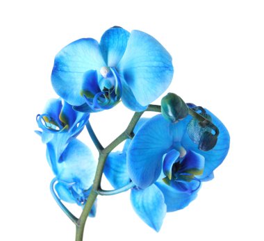 Güzel mavi orkide çiçeği beyaza izole edilmiş.