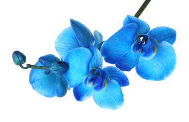 Güzel mavi orkide çiçeği beyaza izole edilmiş.