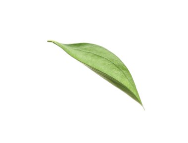 One fresh green Ruscus leaf isolated on white