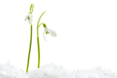 Beautiful snowdrops on snow against white background