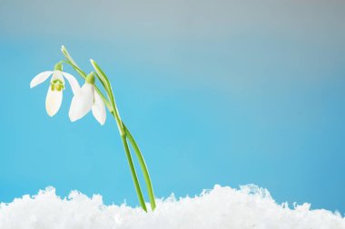 Beautiful snowdrops on snow against light blue background, closeup. Space for text
