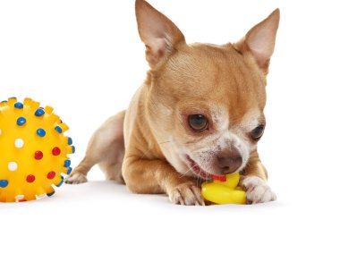 Beyaz arka planda oyuncak çiğneyen şirin bir chihuahua köpeği.