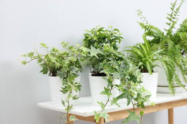 Açık gri duvarın yanındaki masada yeşil saksıda saksılar var.