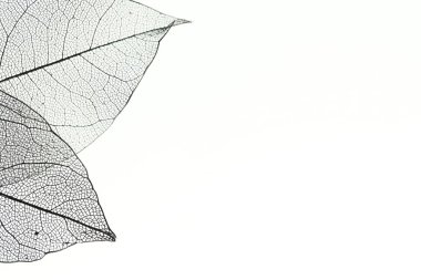 Işık arka planında güzel iskelet yaprakları, makro manzara. Metin için boşluk