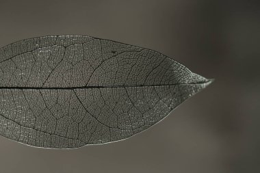 Koyu renk arkaplanda güzel bir iskelet yaprağı, makro görünüm.