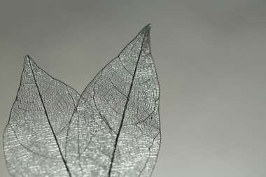 Gri gradyan arka planda güzel iskelet yaprakları, makro manzara. Metin için boşluk