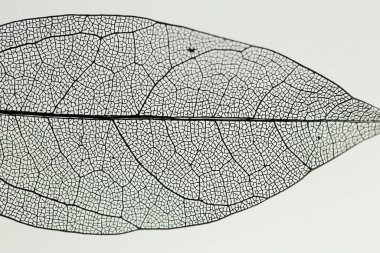 Açık gri arkaplanda güzel bir iskelet yaprağı, makro görünüm.