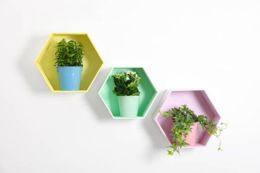 Beyaz duvarda ev bitkileri olan renkli bal peteği şekilli raflar