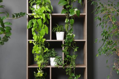 Gri duvarın yanındaki raf ünitesinde bir sürü güzel ev bitkisi var.