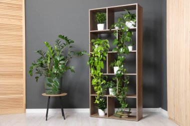 Gri duvarın yanındaki raf ünitesinde bir sürü güzel ev bitkisi var.