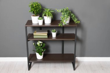 Gri duvarın yanındaki raf ünitesinde bir sürü güzel ev bitkisi var.