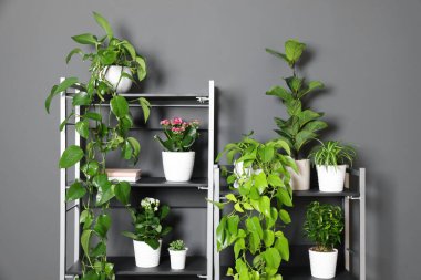 Gri duvarın yanındaki raf ünitesinde bir sürü güzel ev bitkisi var.