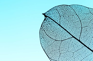 Açık mavi arka planda güzel bir iskelet yaprağı, makro manzara. Metin için boşluk