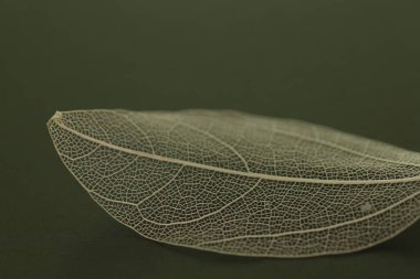 Siyah zemin üzerinde güzel iskelet yaprağı, makro görünüm