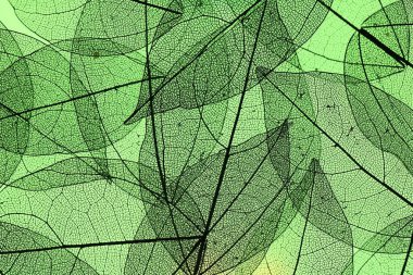 Açık yeşil arka planda güzel iskelet yaprakları, makro görünüm