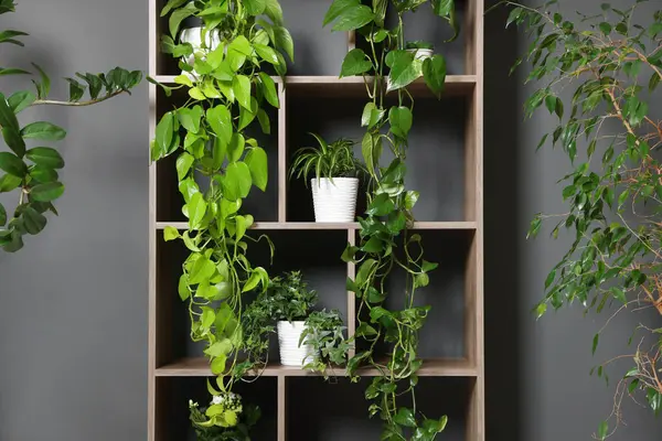 Gri duvarın yanındaki raf ünitesinde bir sürü güzel ev bitkisi var.