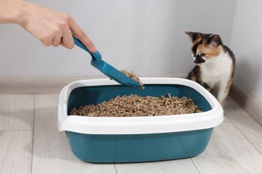 Çöp tepsisi temizleyen kadın ve sevimli kedi içeride, yakın plan.