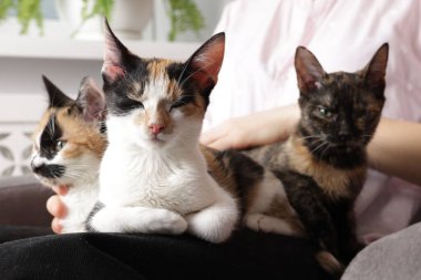 Evde sevimli kedileri olan bir kadın, yakın plan.